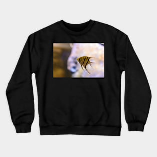 Orinoco angelfish in fish tank Crewneck Sweatshirt